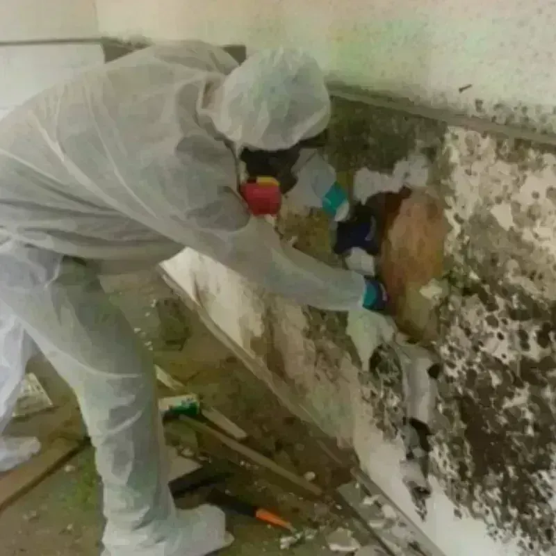 Mold Remediation and Removal in Poteet, TX